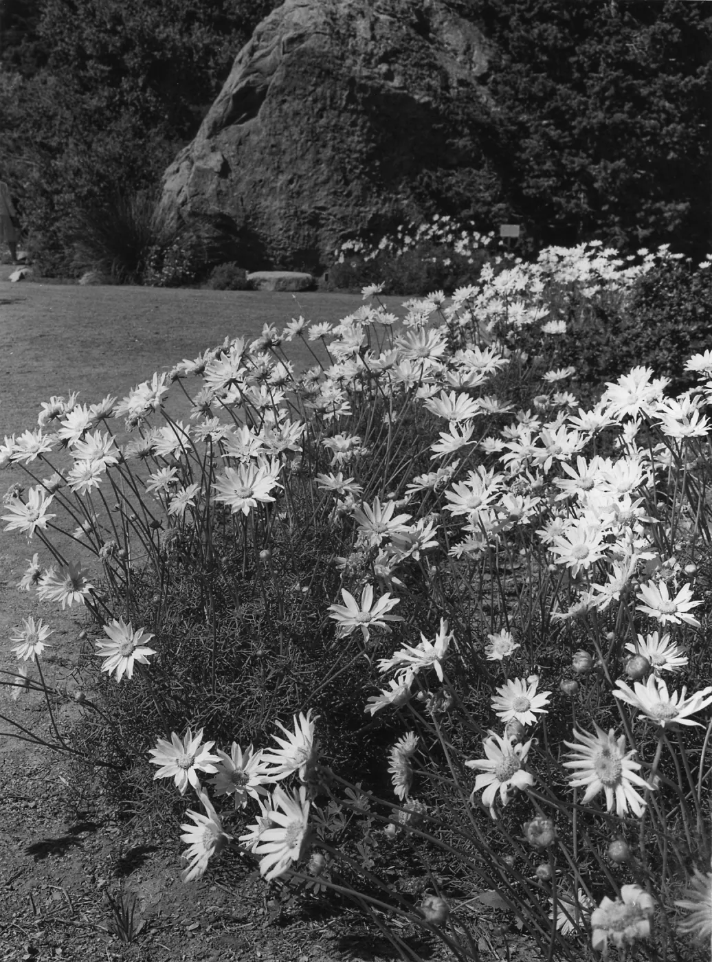 Meadow Flowers