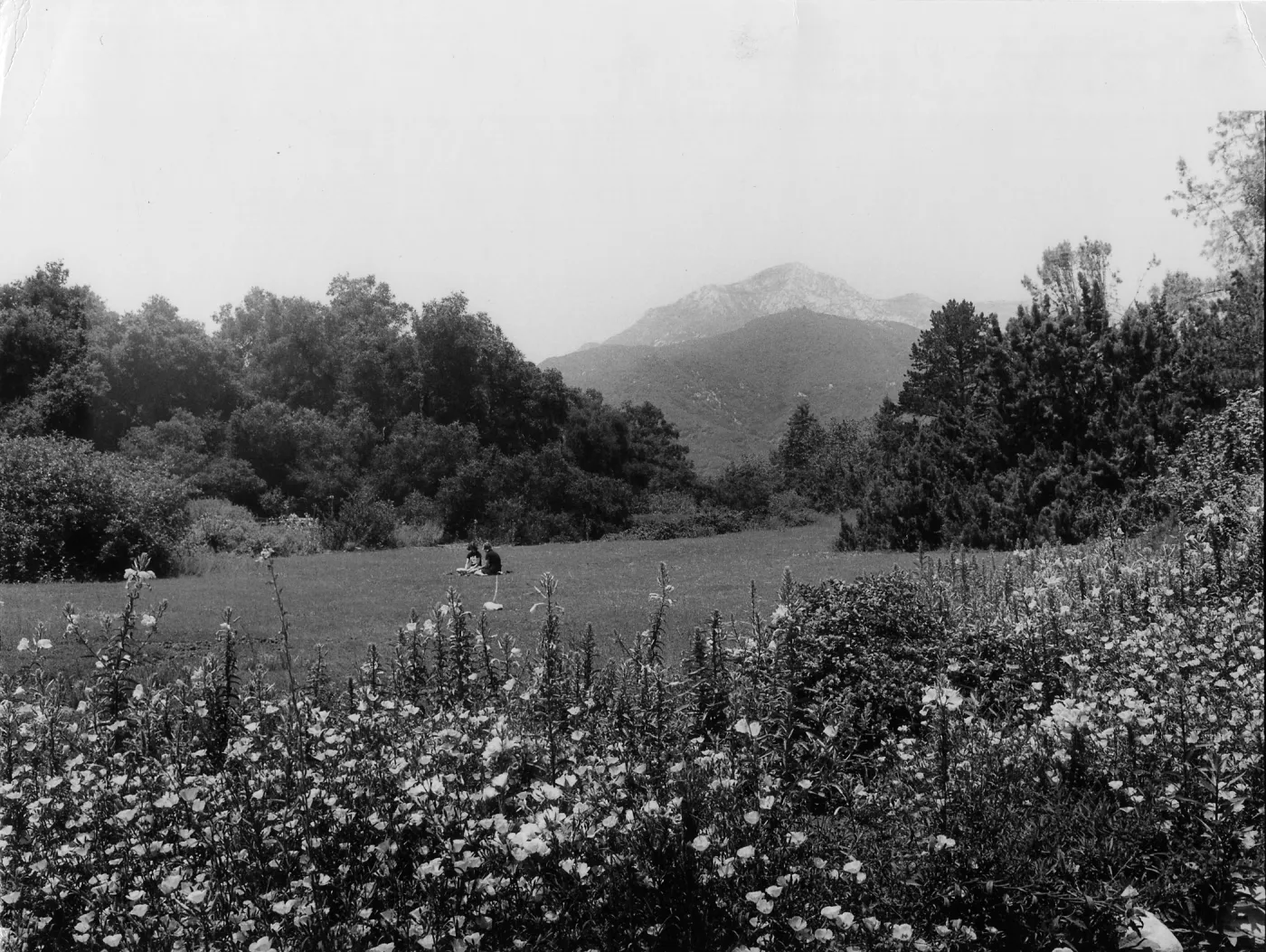 Meadow Scene with June Flowers1977