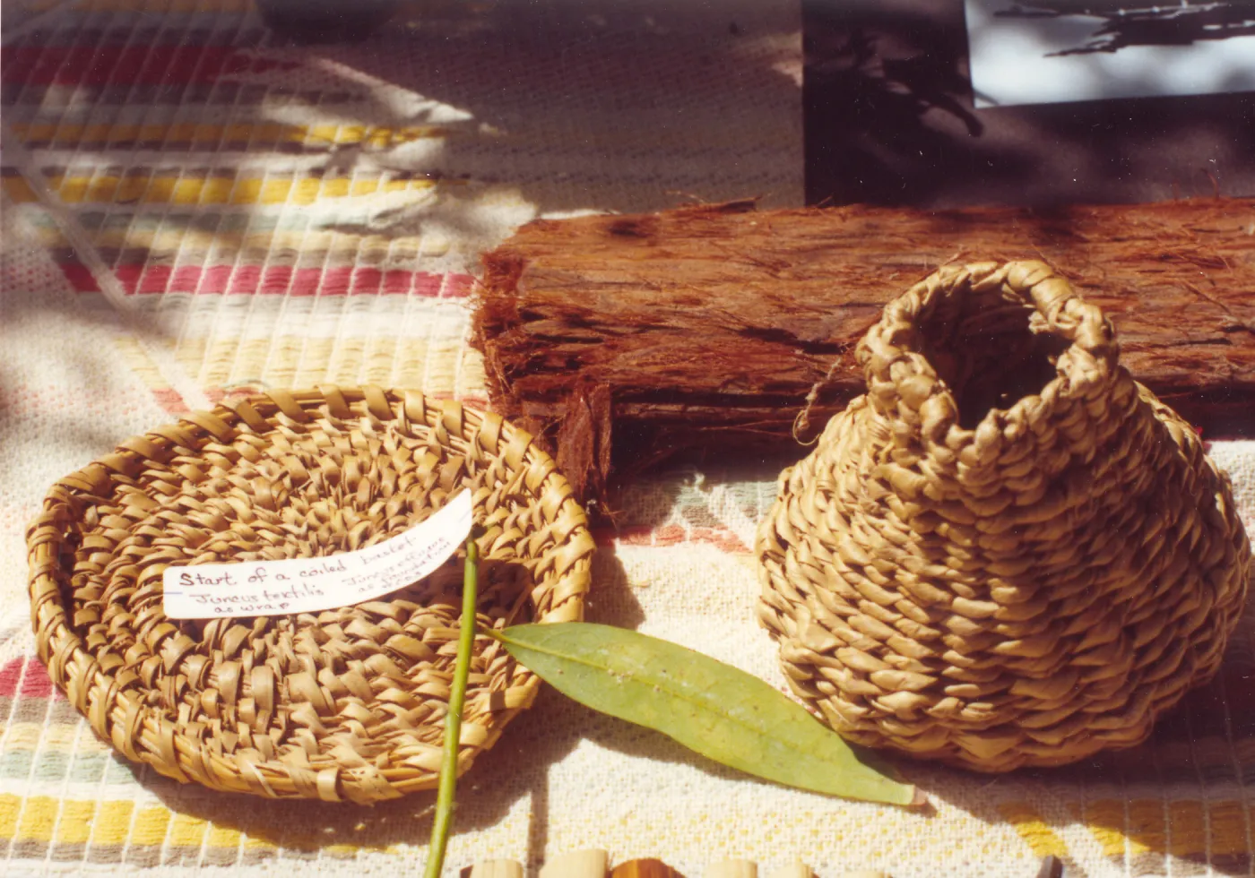 Chumash Indians - Santa Ynez & Los Angeles, 2 photos used in SBBG Annual Report 1971, start of a coiled basket, Juncus textilis as wrap, Juncus effusus as foundation rods