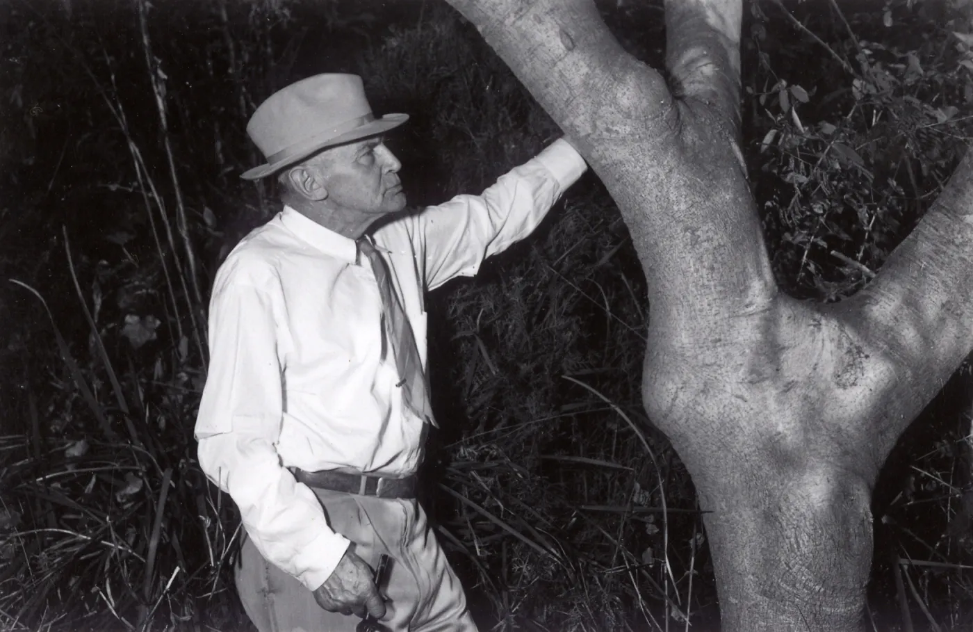 Peter Riedel with a florishing specimen of the rare Conzattia arborea introduced and planted by Francesco Franceschi at â€œMontariosoâ€