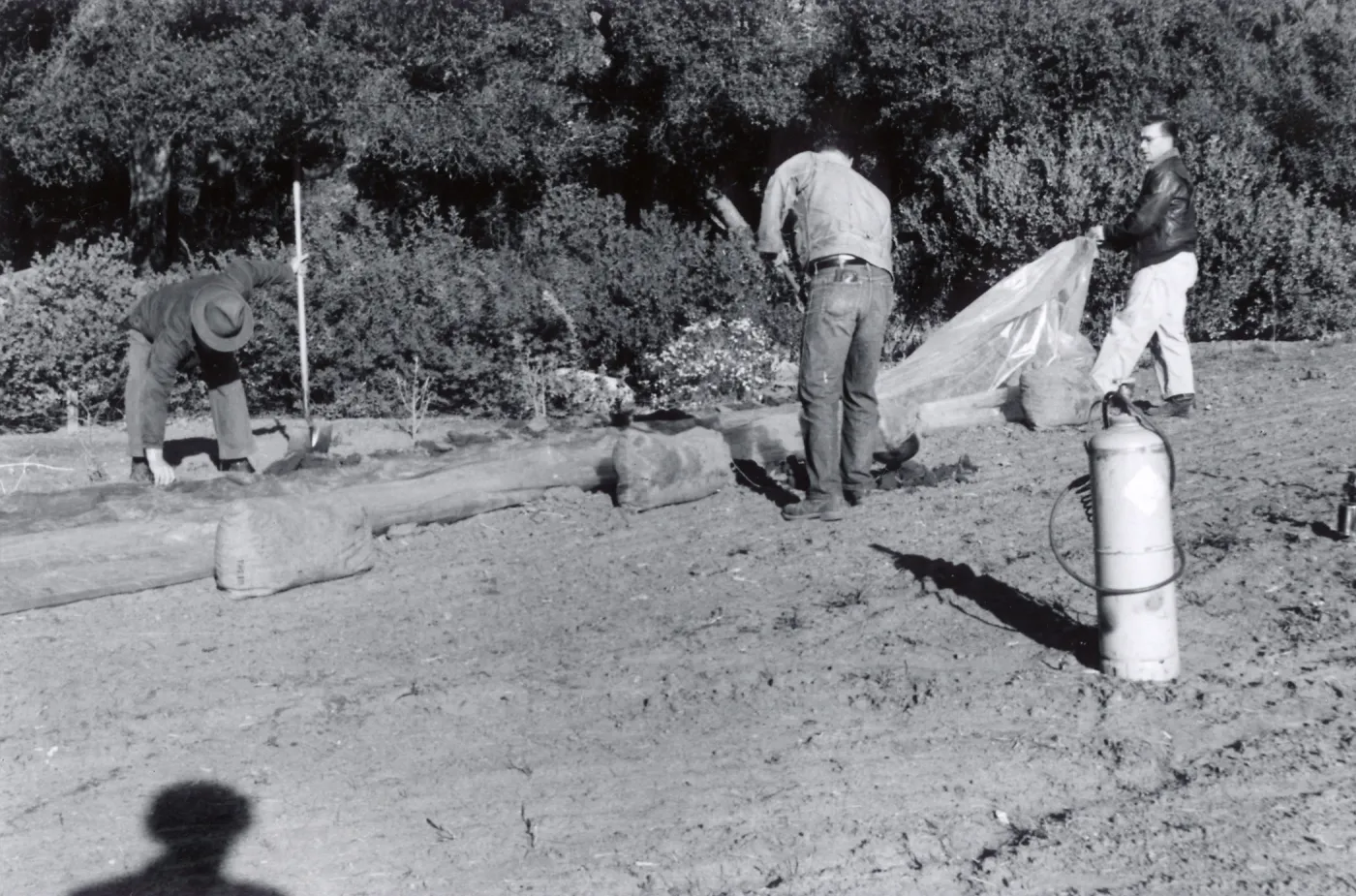 Miscellaneous Ground Work, members of the grounds crew spread a plastic tarp and weight down its edges preparatory to releasing Methyl Bromide gas beneath it, Fall, 1954