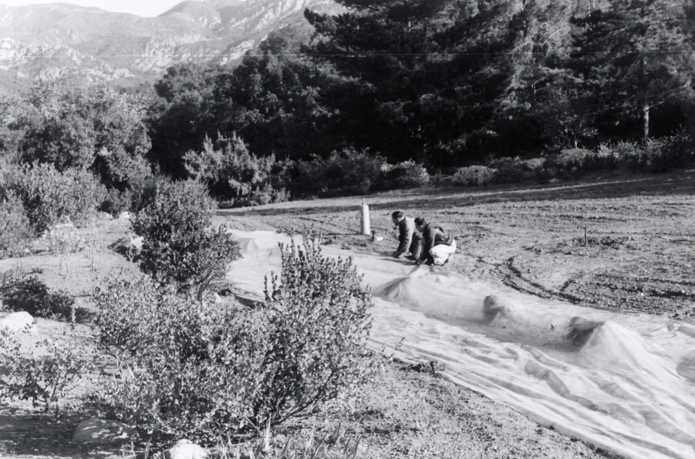 Miscellaneous Ground Work, members of the grounds crew spread a plastic tarp and weight down its edges preparatory to releasing Methyl Bromide gas beneath it, Fall, 1954