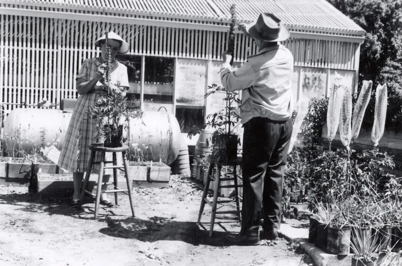 Insect Pollinators, Pollinating, 1958