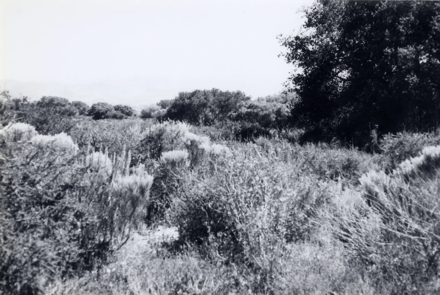 Black and white photograph of mesa landscape with tall grass and tree in the right background.