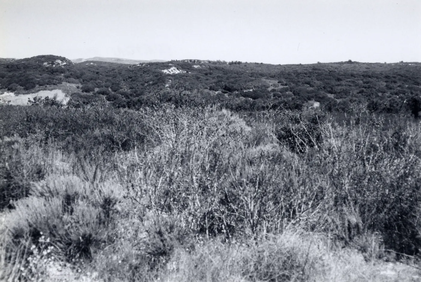 Black and white photograph of mesa landscape with tall grass.