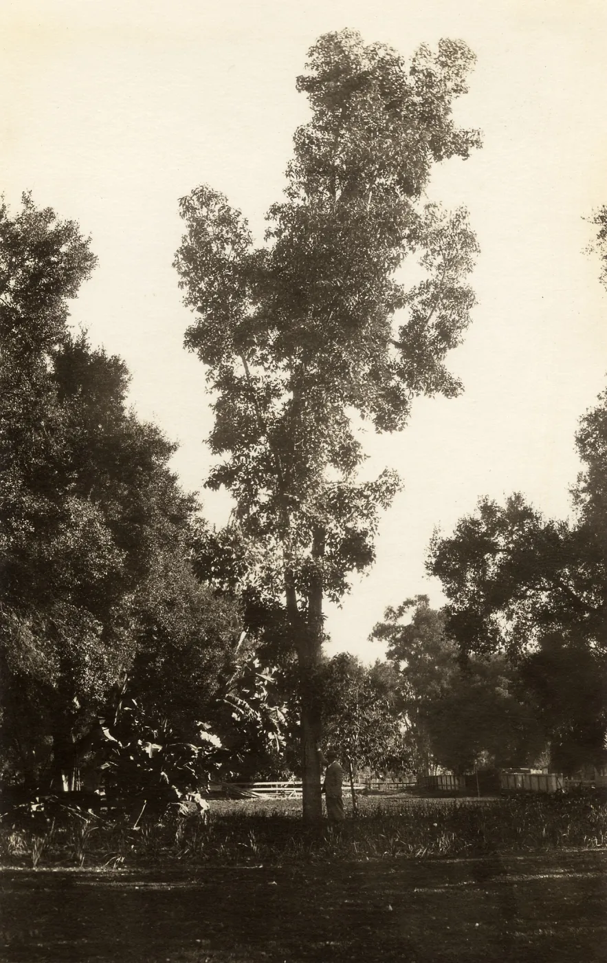 Black and white photograph of man standing next to tree in field.