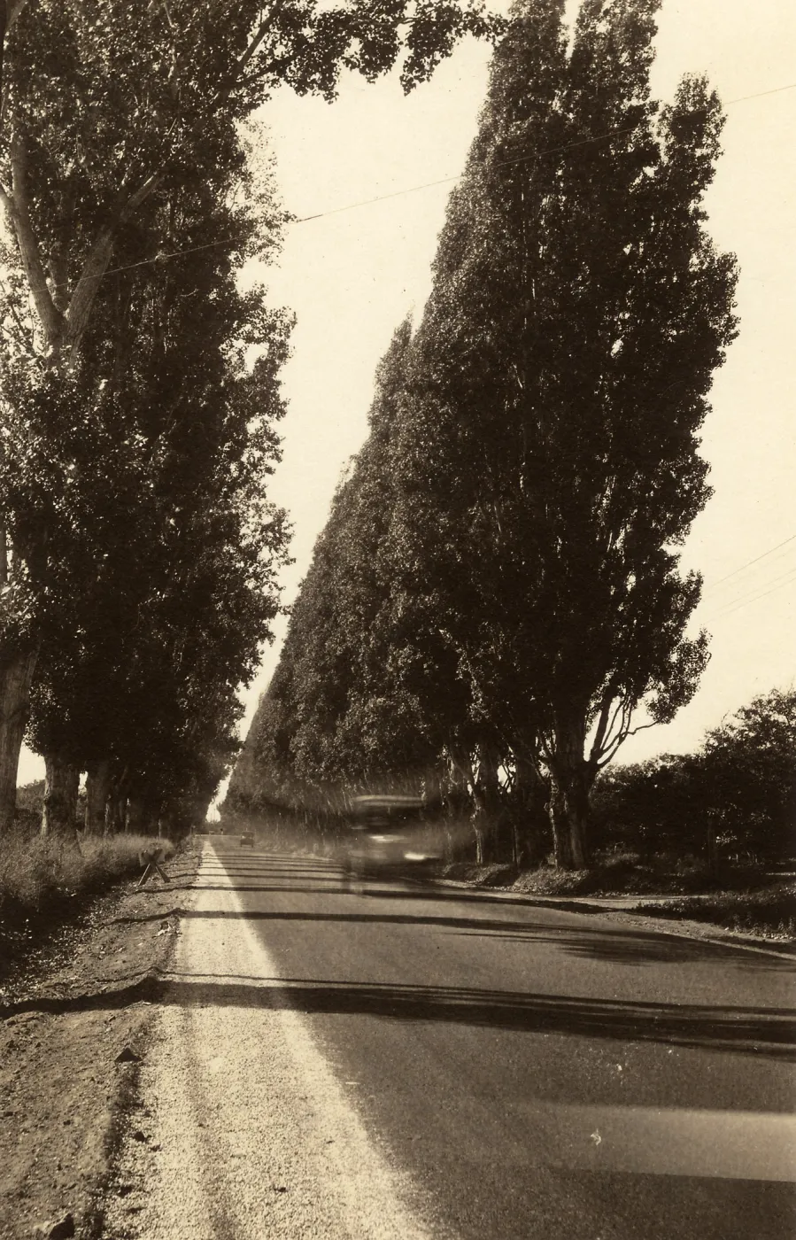 Black and white photograph of two lines of tall trees on either side of road with car driving past.