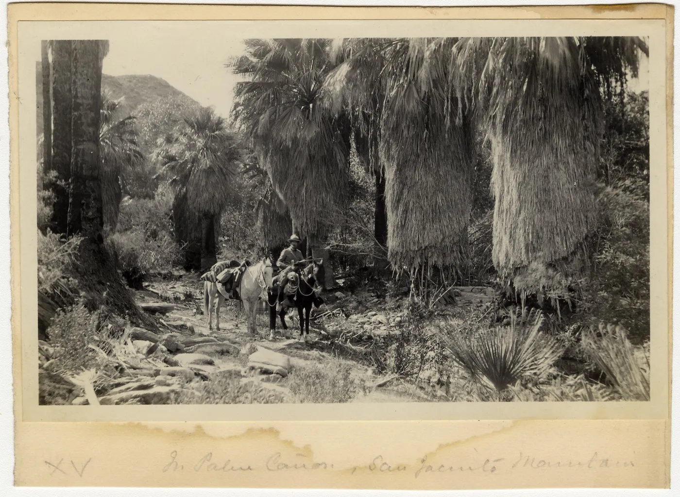 Black and white photograph of two horses and one person on trail in front of palm trees. 