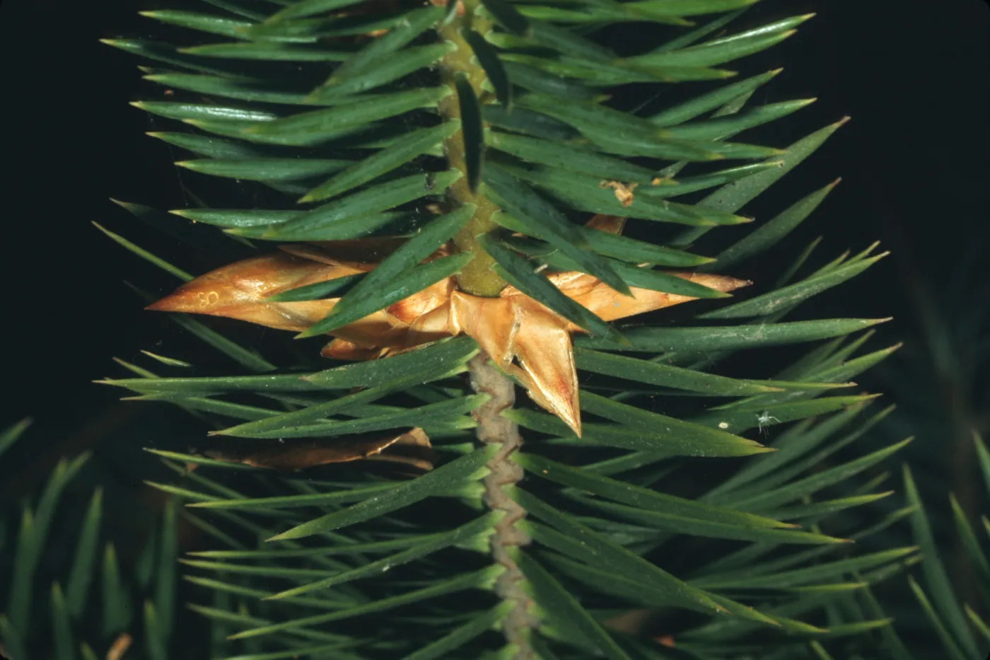 Abies bracteata