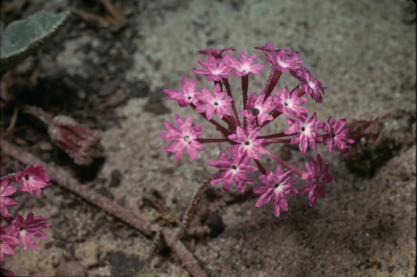 Abronia umbellata