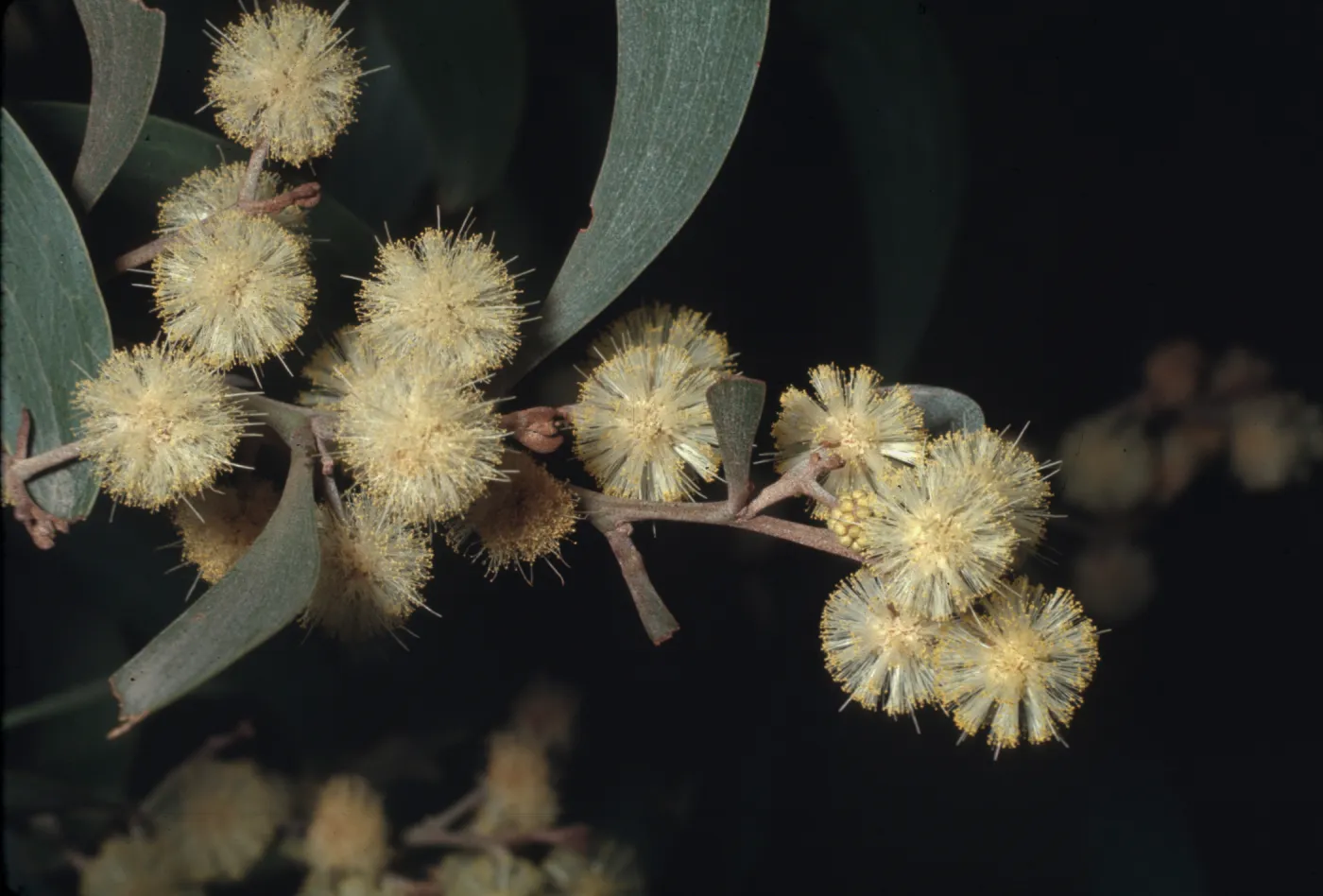 Acacia melanoxylon