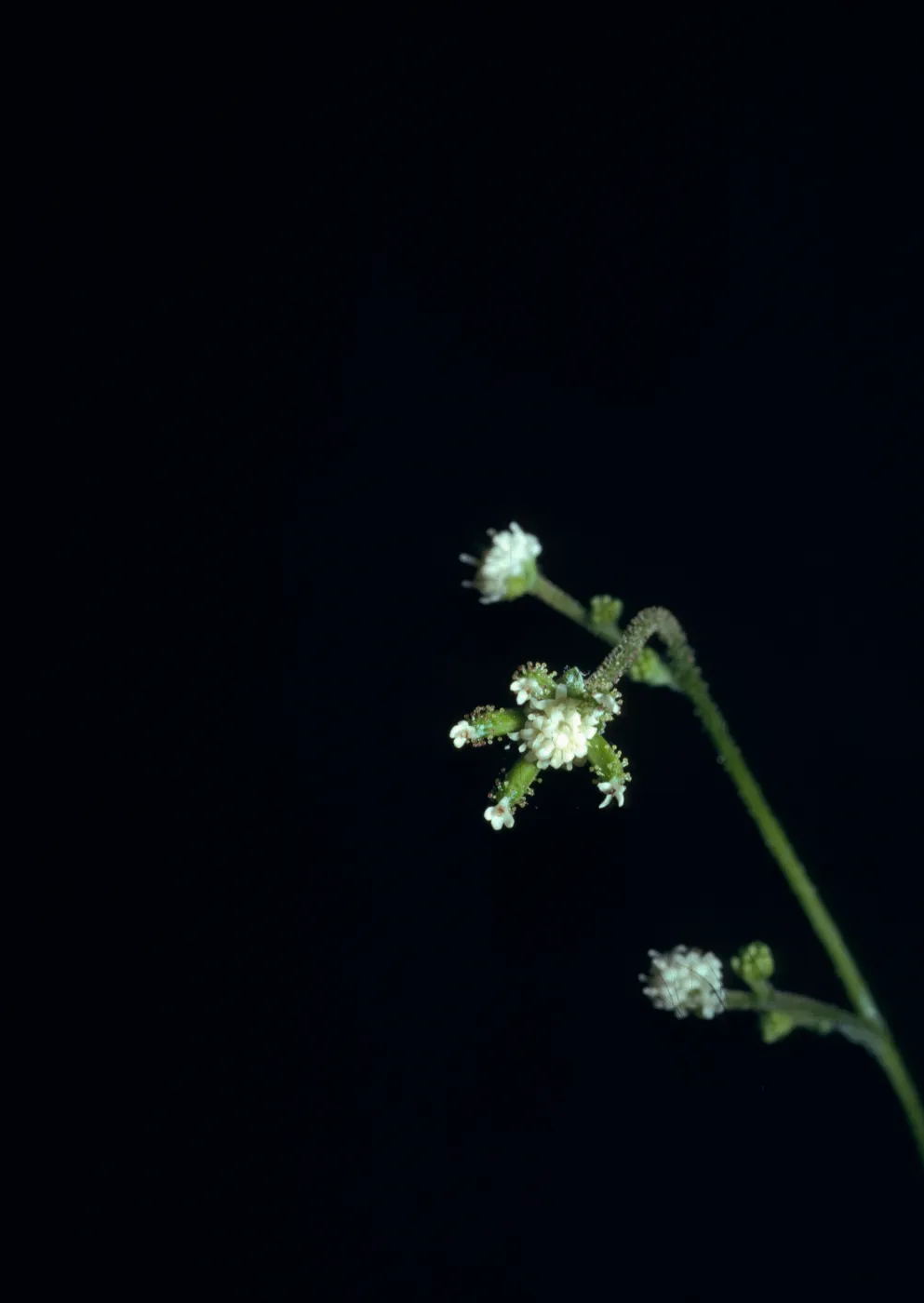 Adenocaulon bicolor