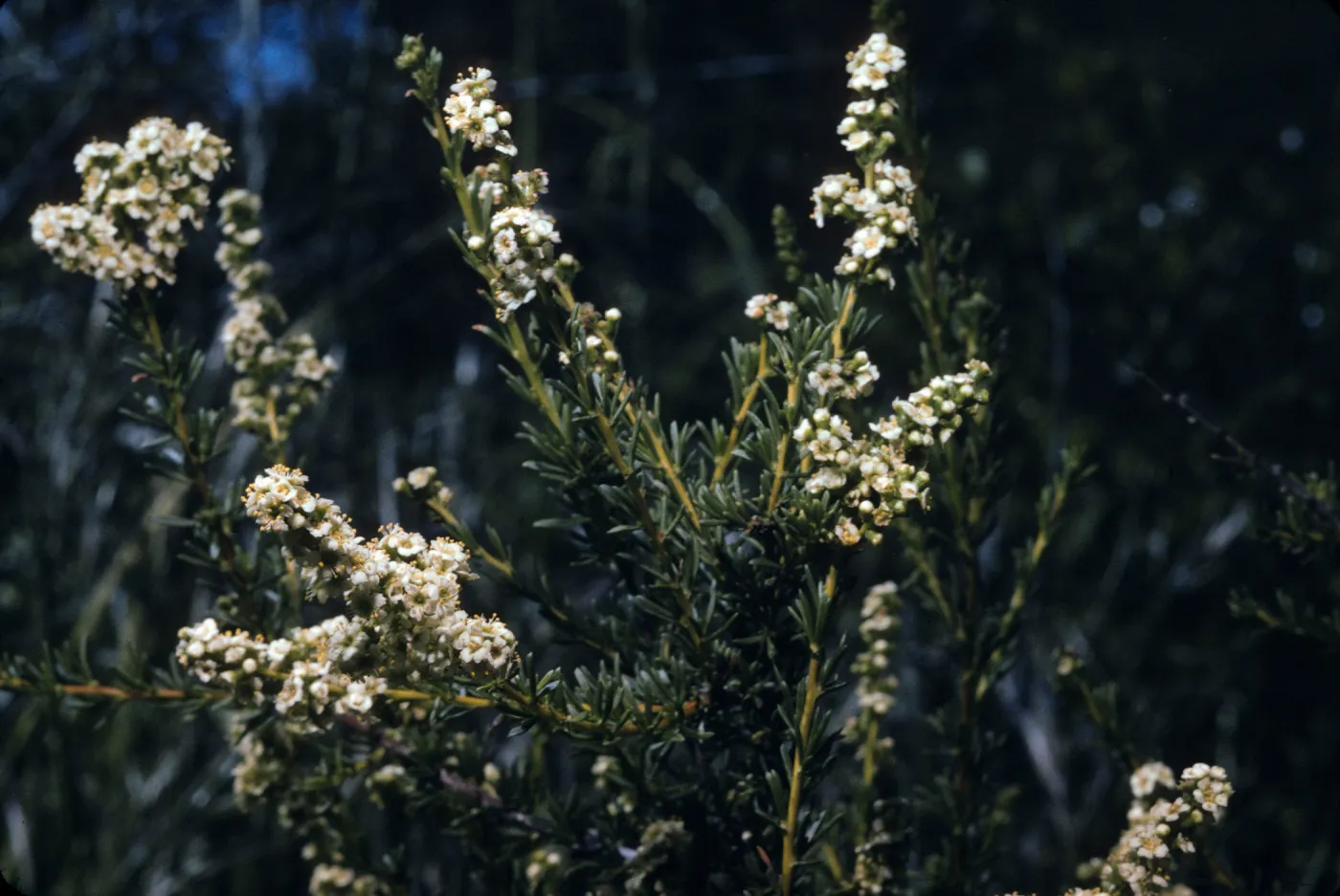 Adenostoma fasciculatum