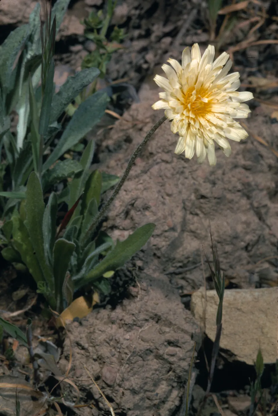 Agoseris heterophylla