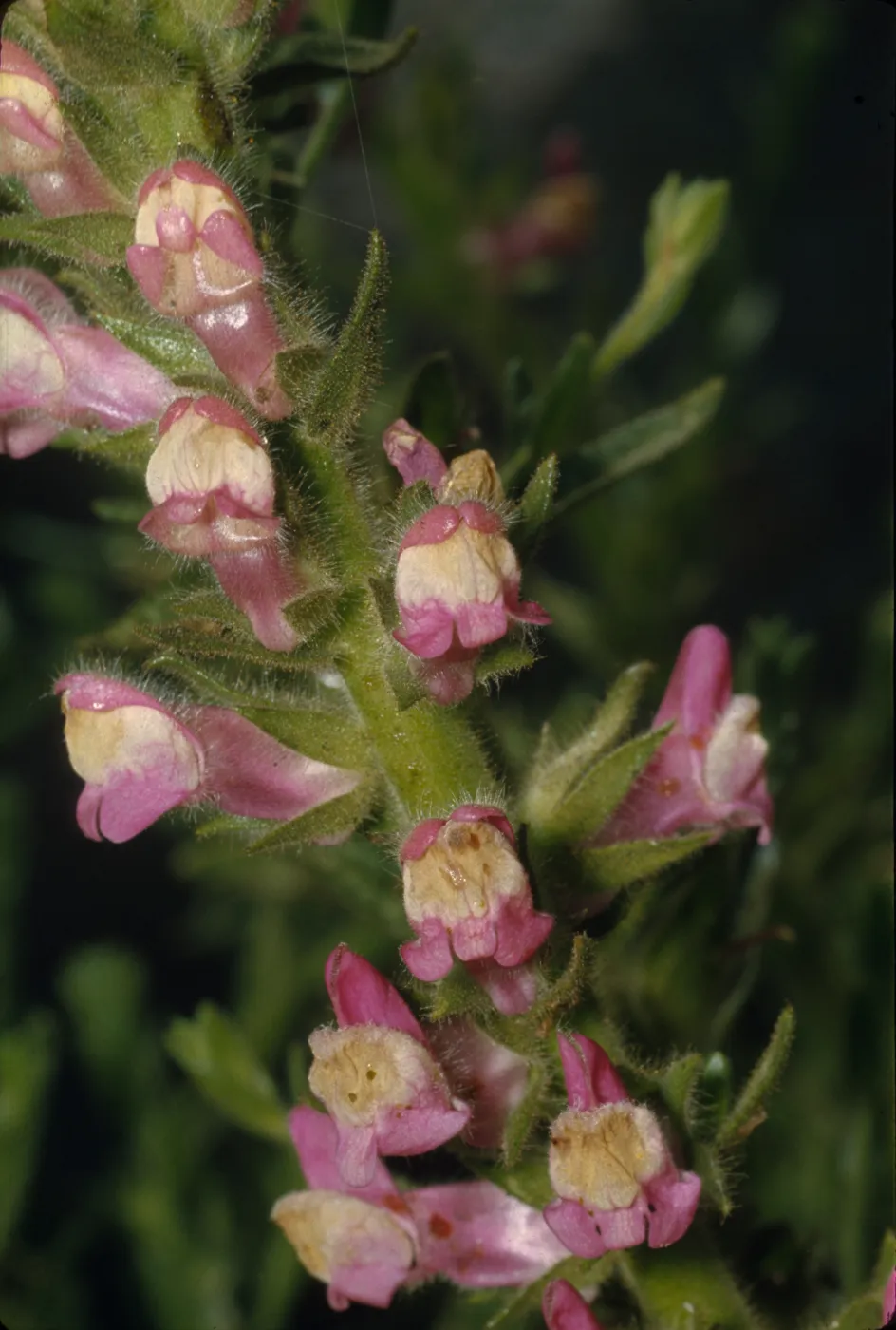 Antirrhinum multiflorum