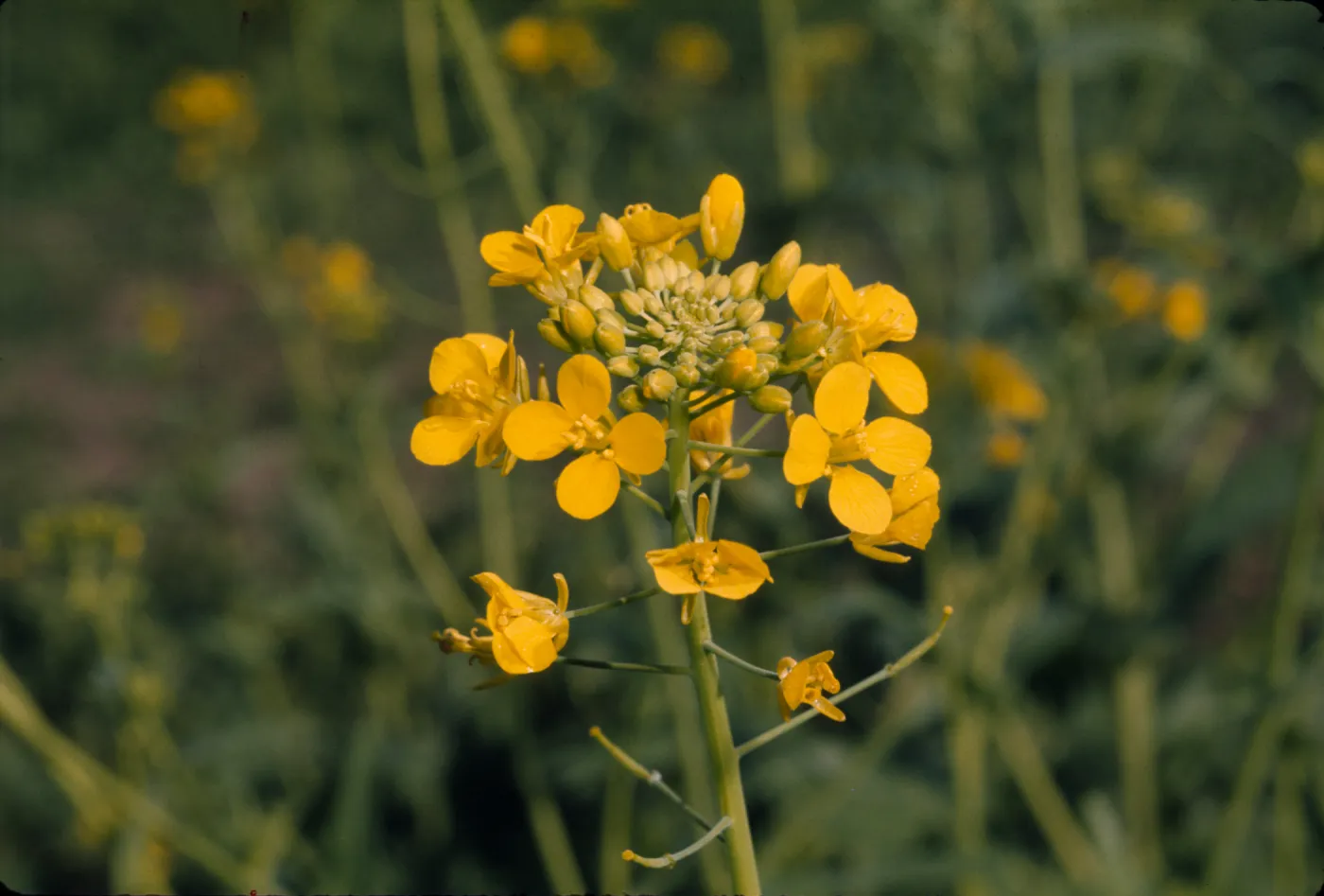 Brassica campestris