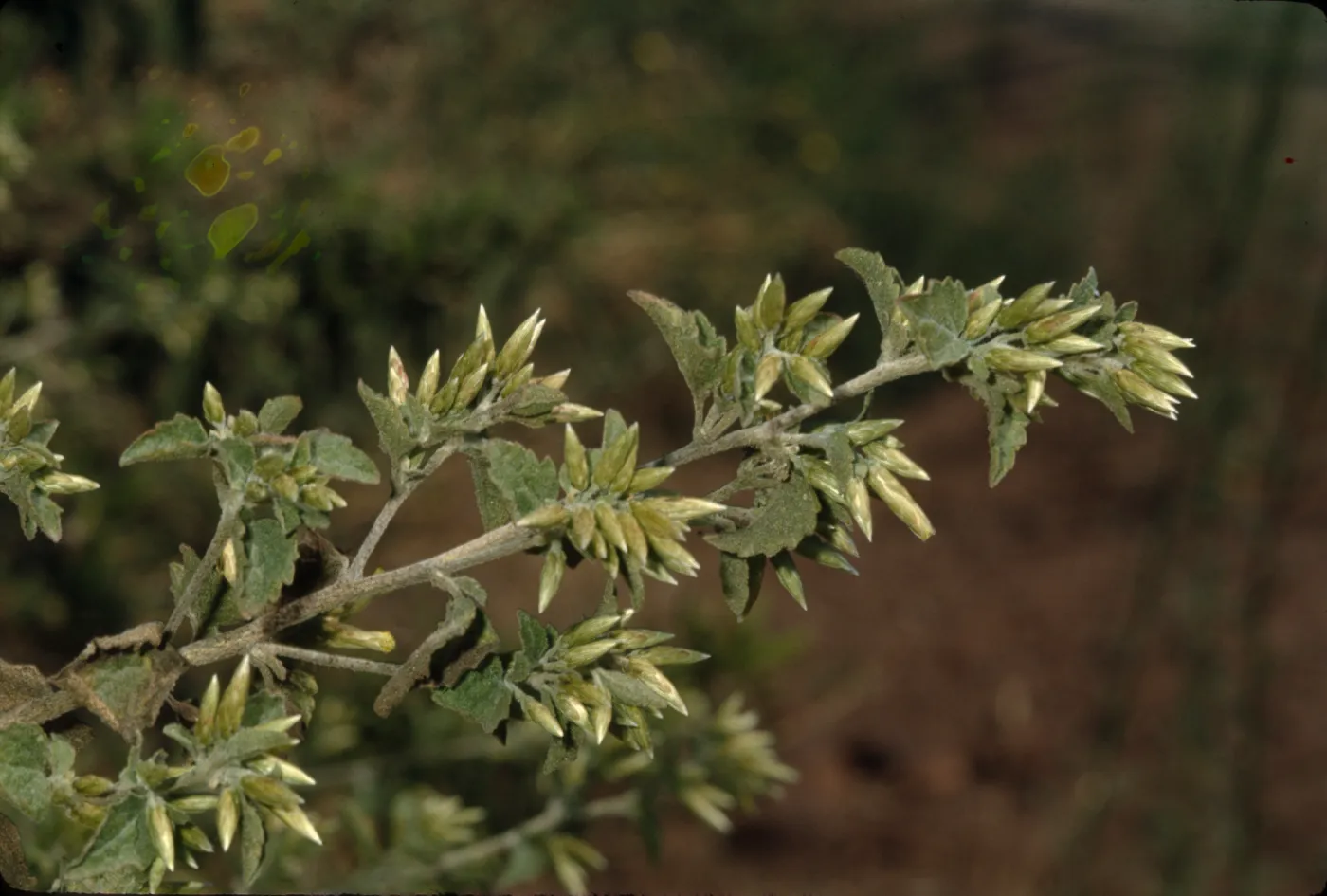 Brickellia californica