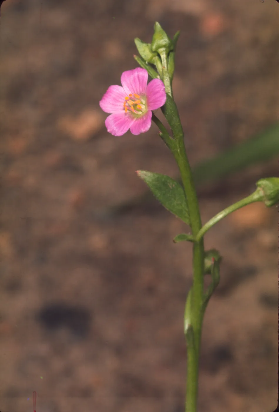 Calandrinia breweri, in burn