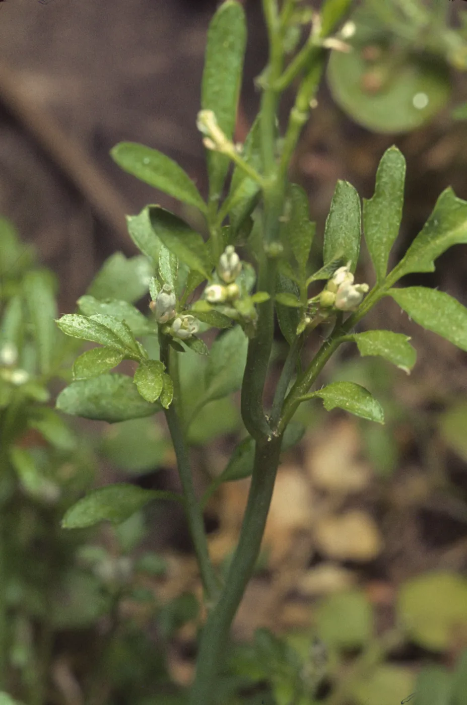 Cardamine oligosperma