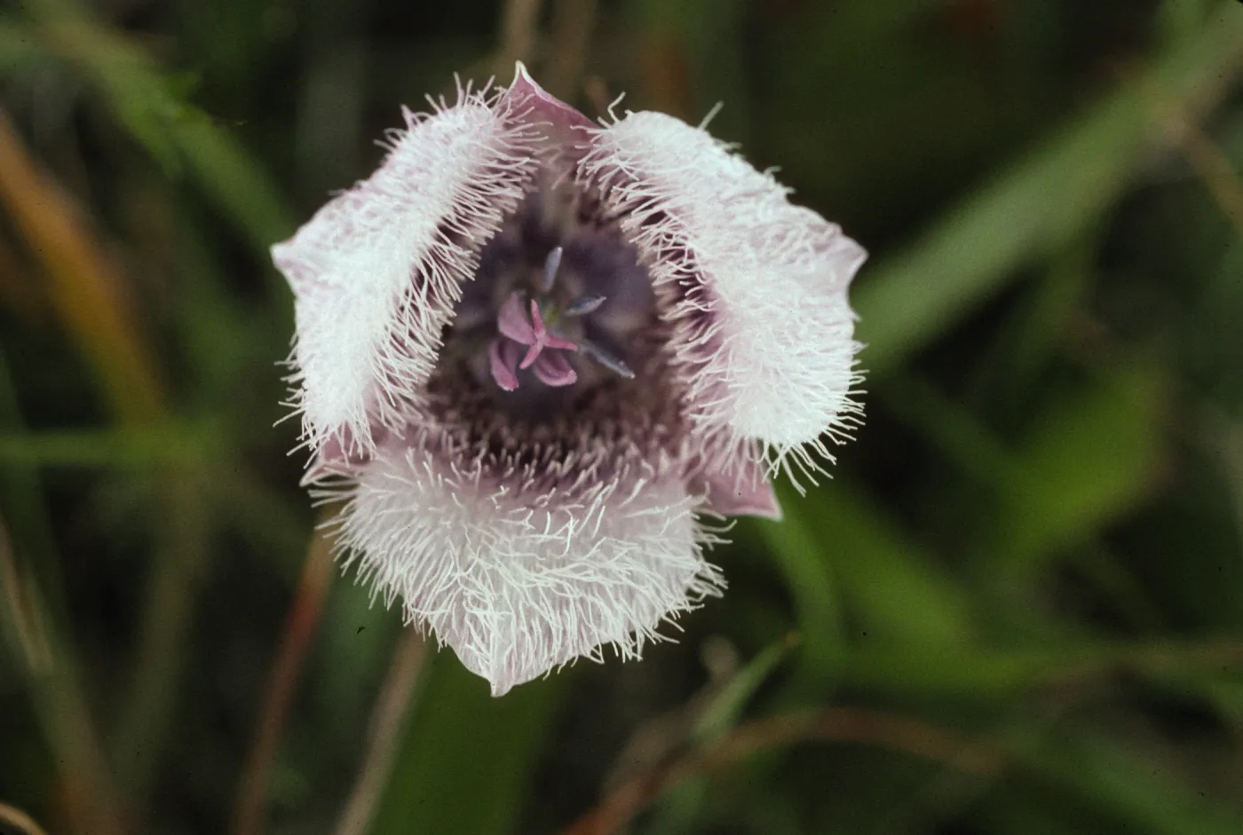 Calochortus tolmiei
