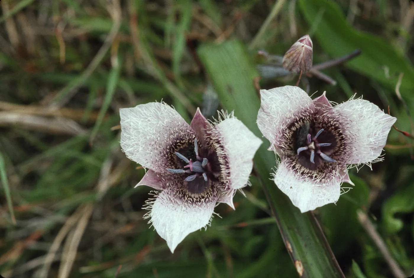 Calochortus tolmiei