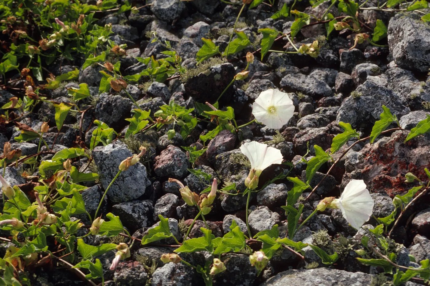 Calystegia macrostegia 