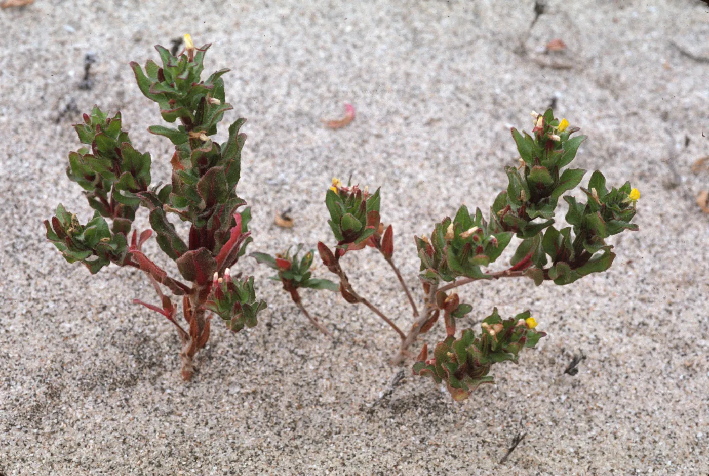 Camissonia guadalupensis 