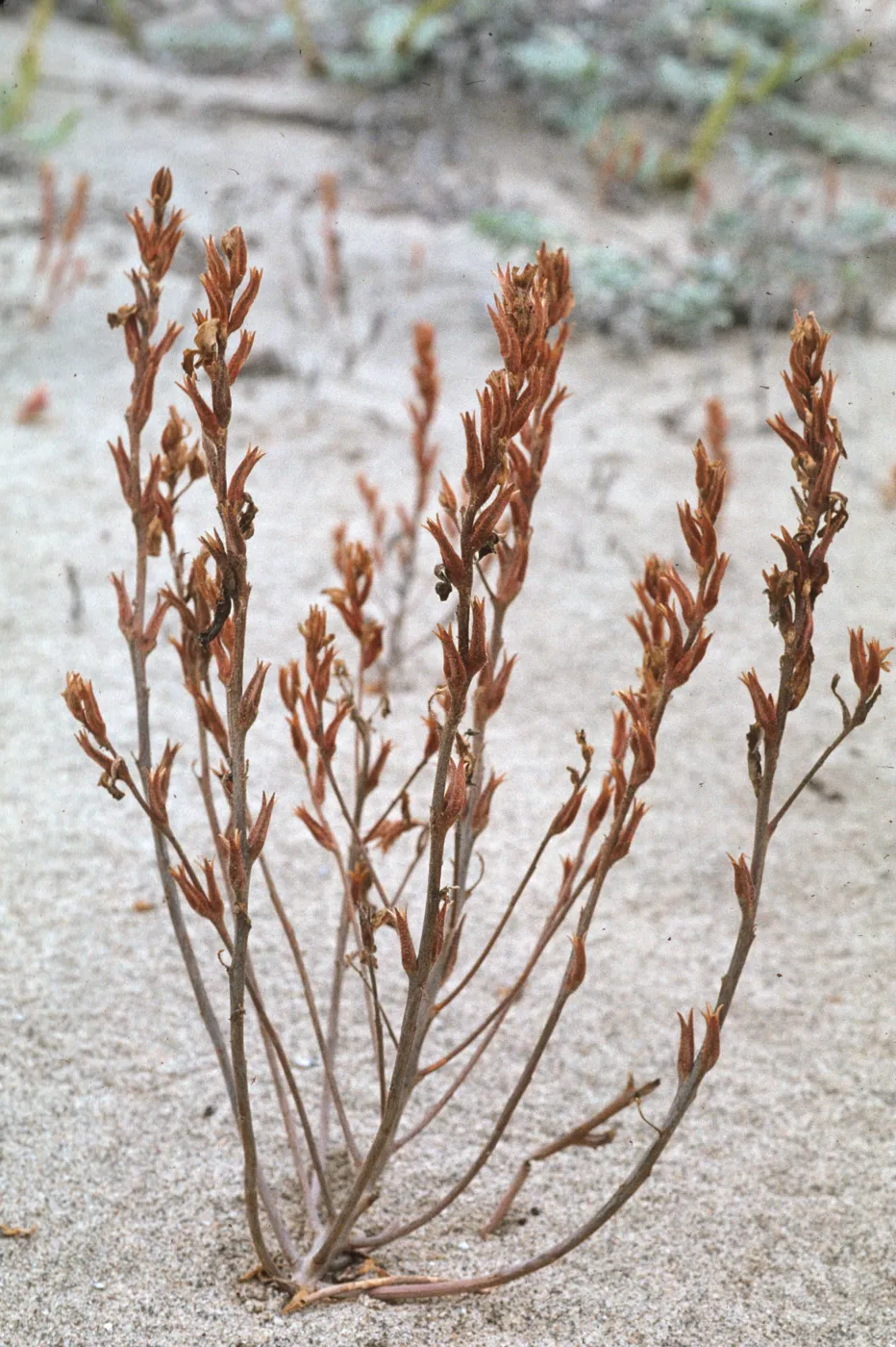 Camissonia guadalupensis 
