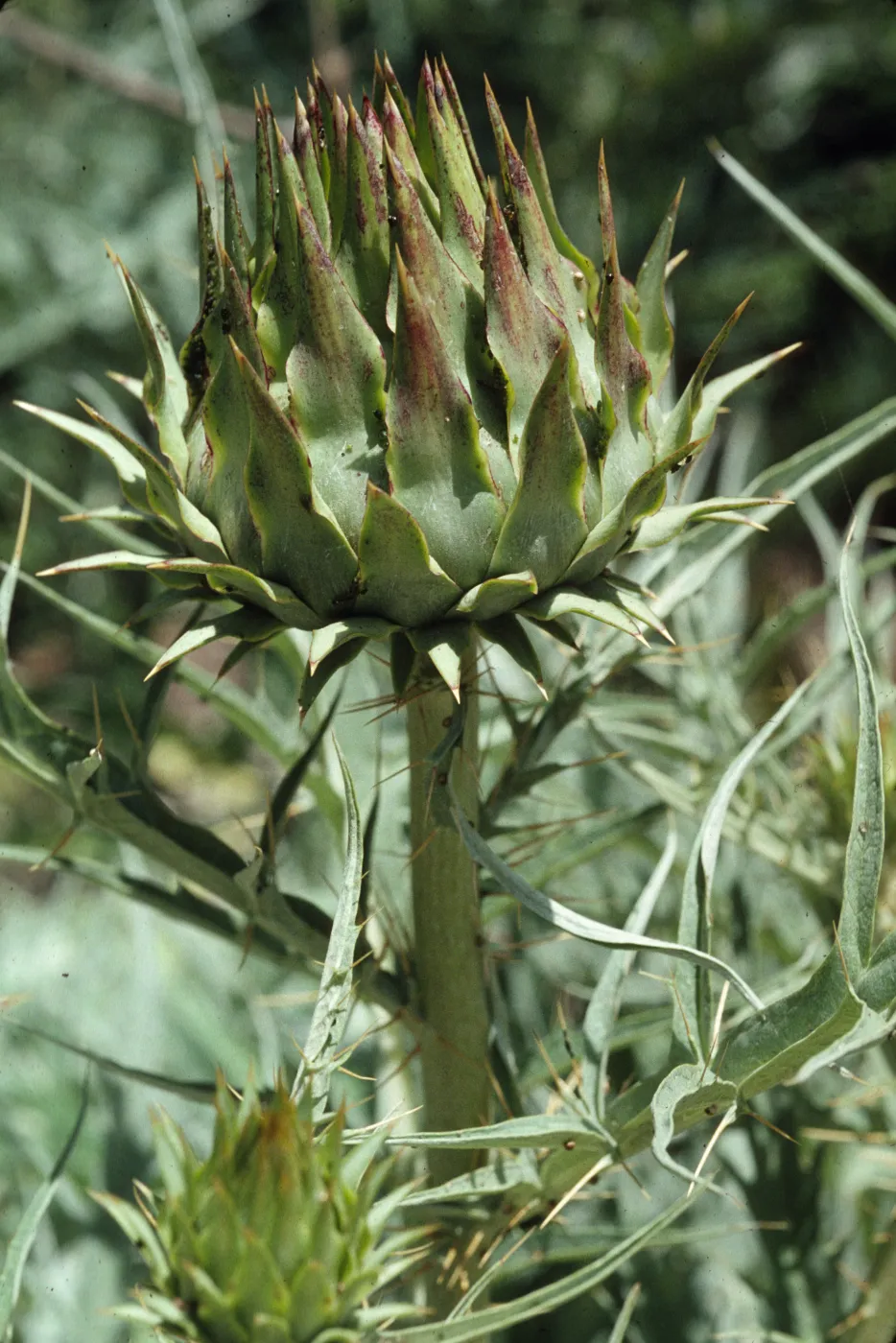 Carduus (Artichoke) 