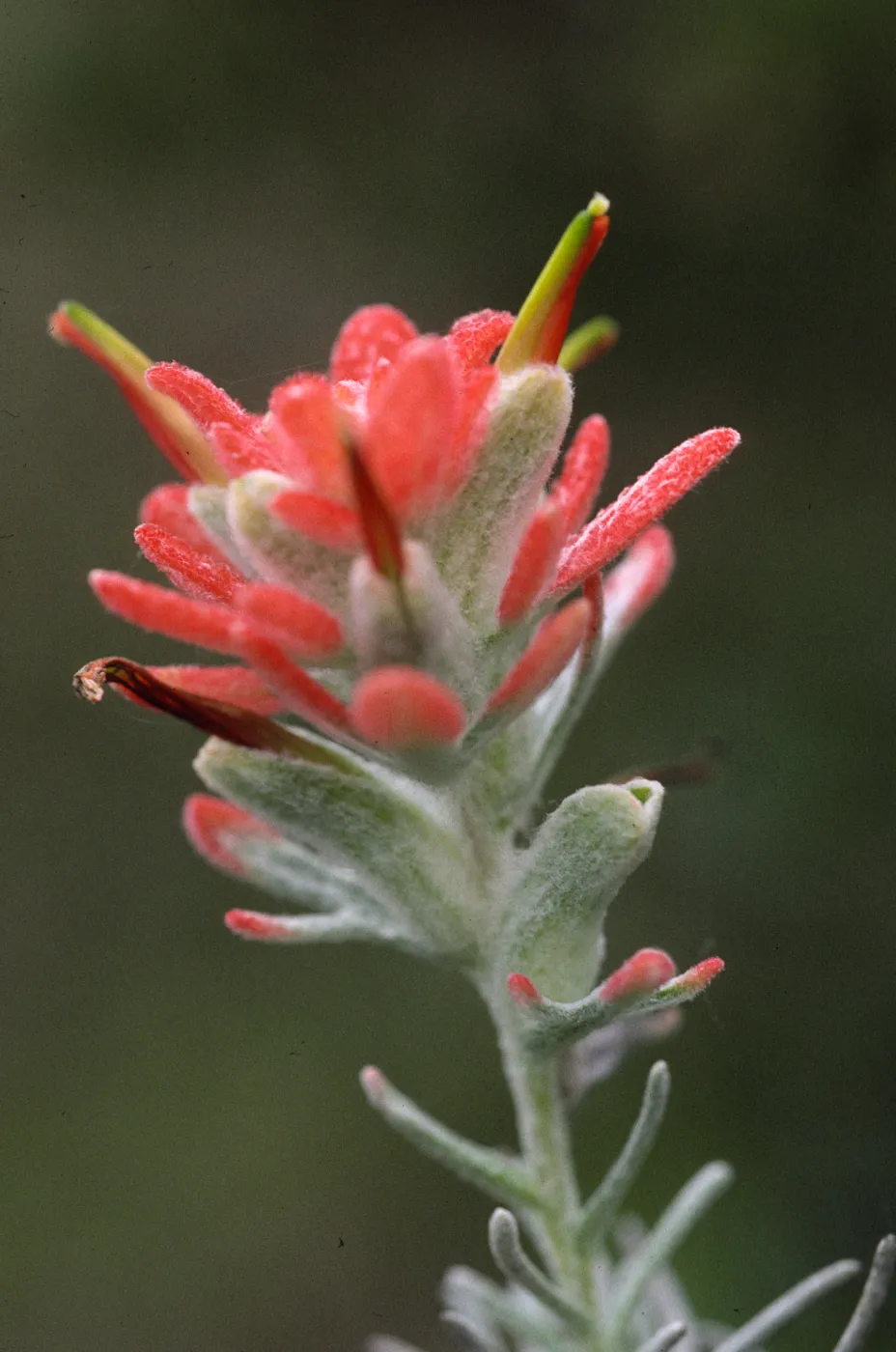 Castilleja holoeuca 