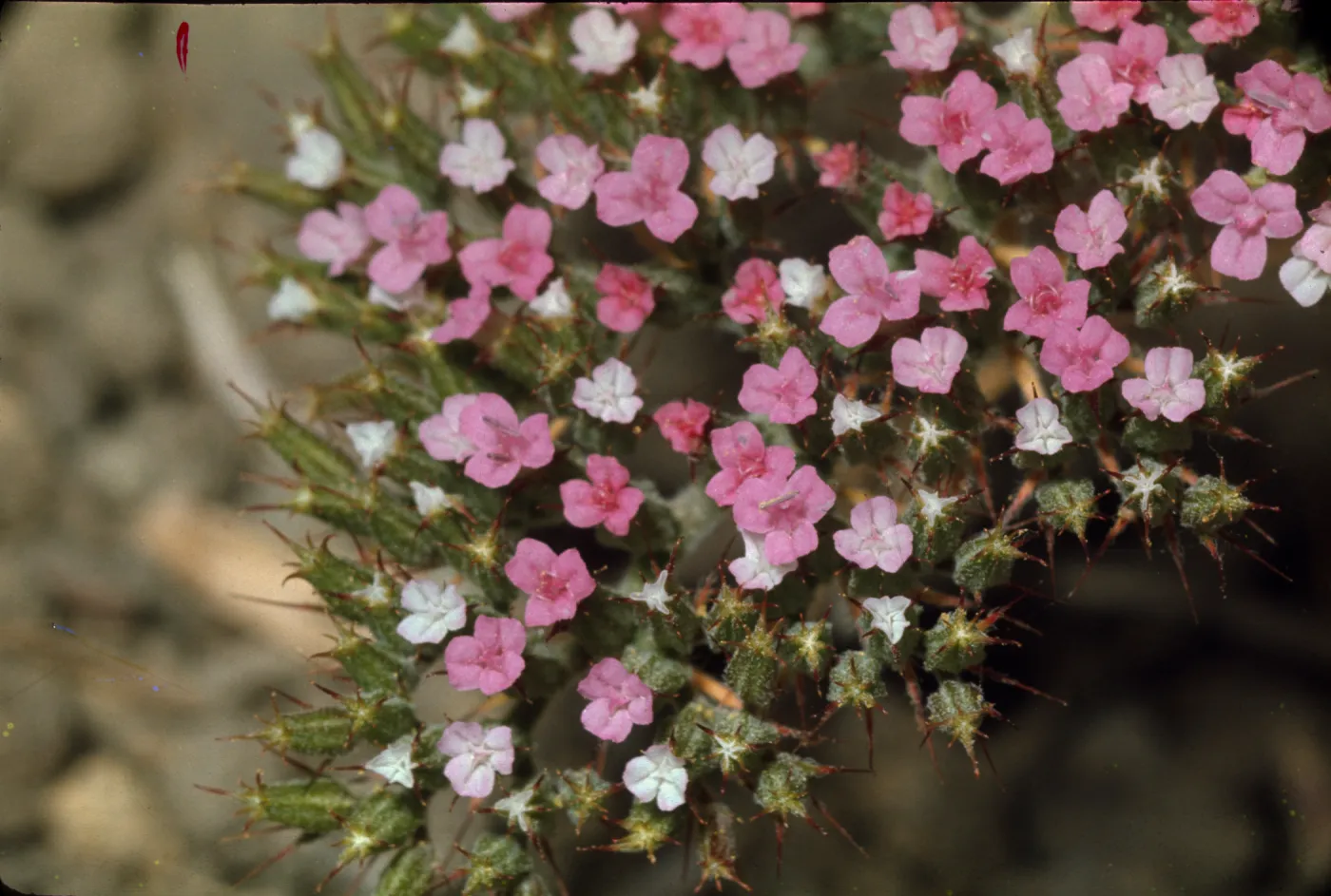 Chorizanthe palmeri