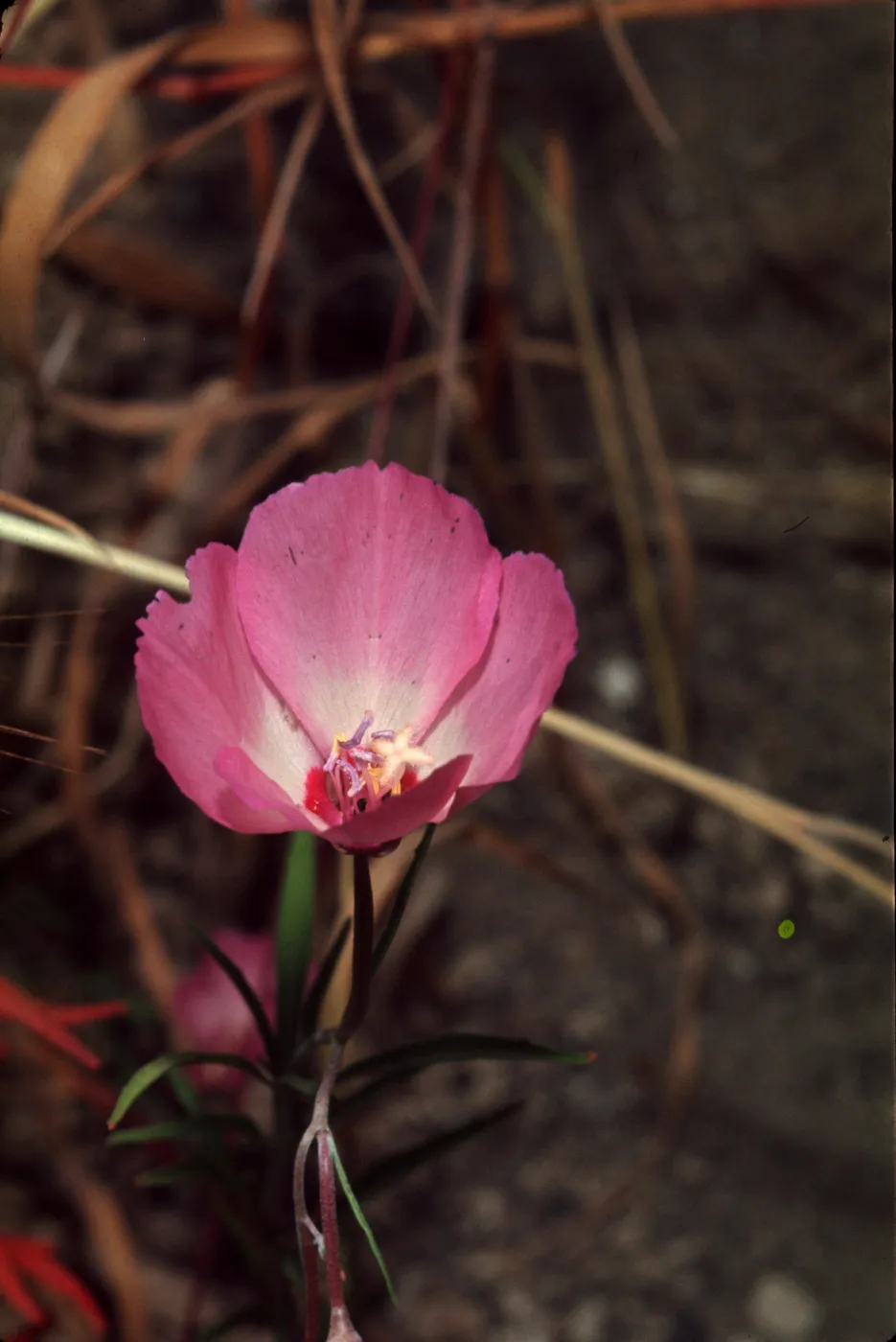 Clarkia cylindrica