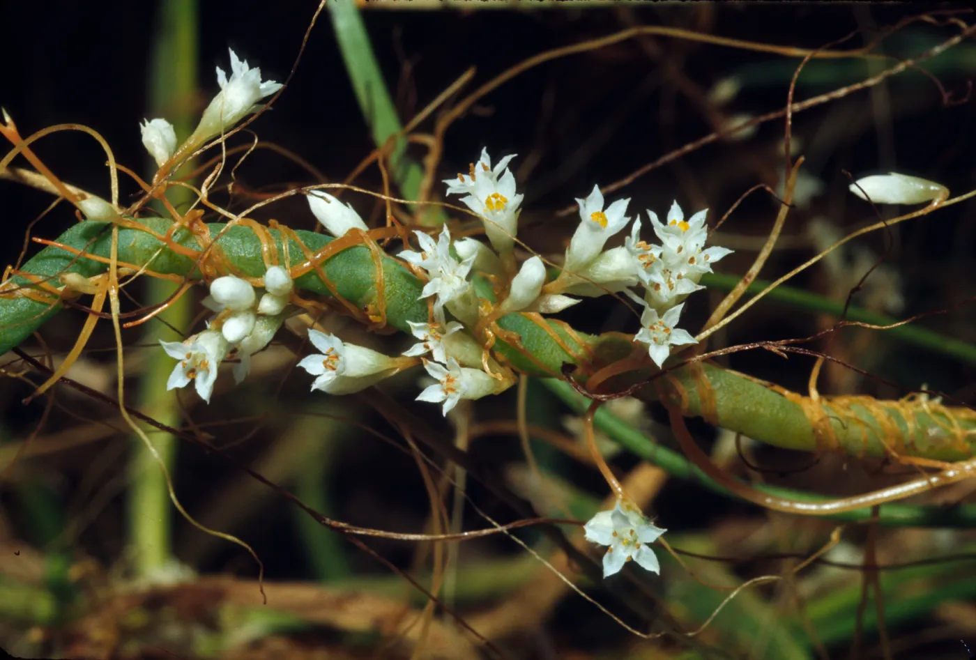 Cuscuta salina, parasitic on Salicornia