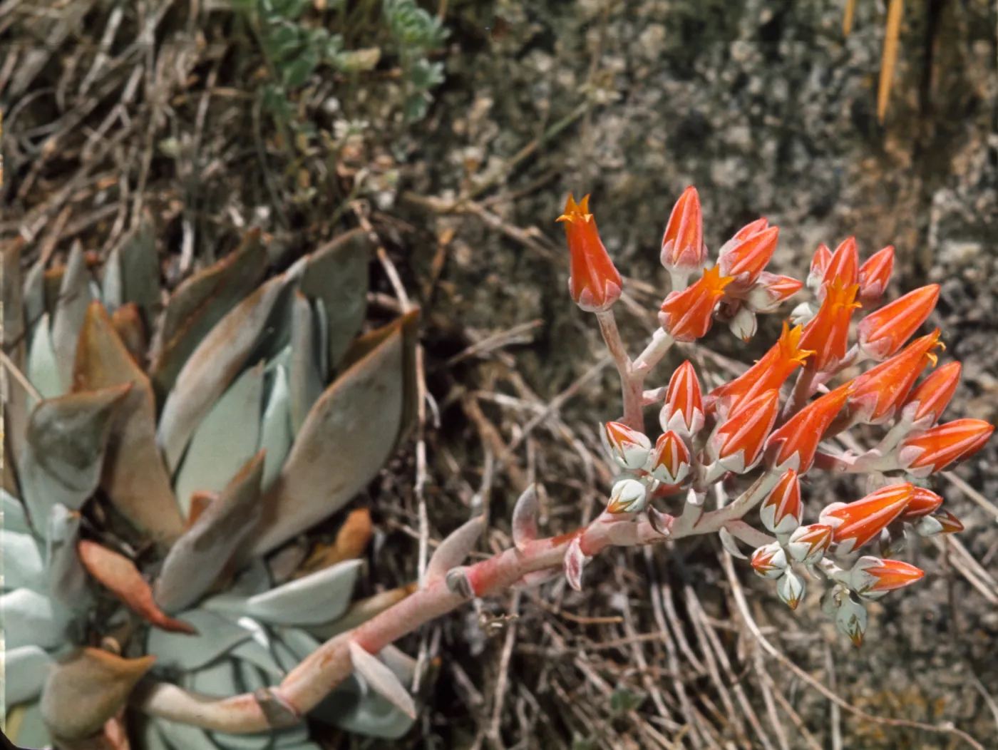 Dudleya cymosa (laxa)