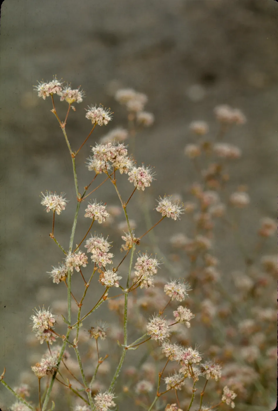 Eriogonum angulosum
