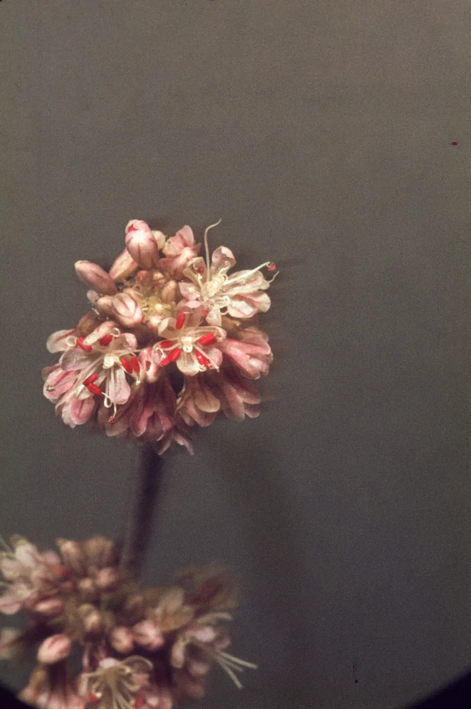 Eriogonum elongatum