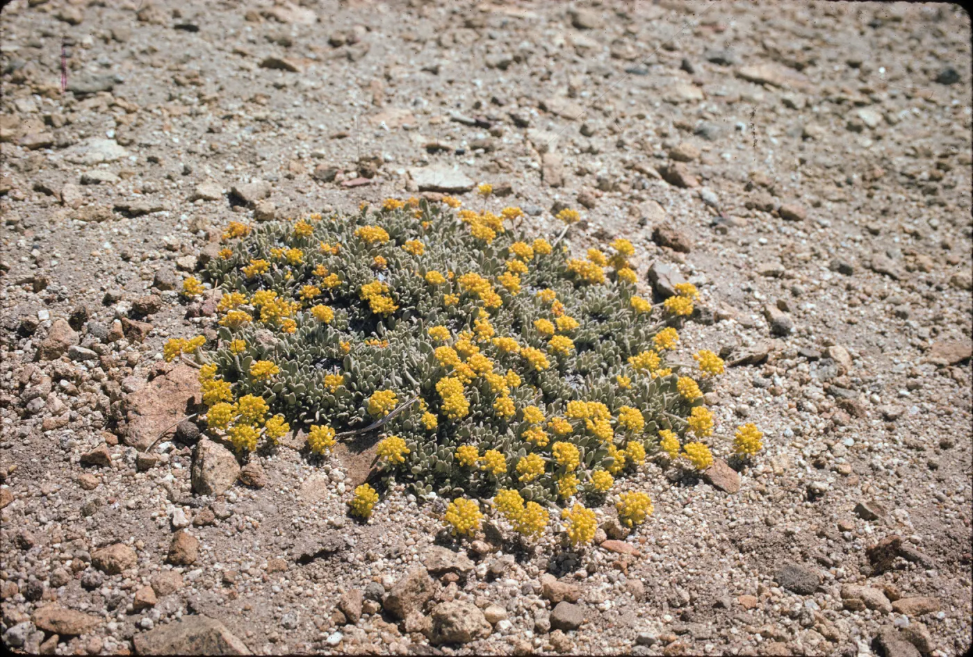 Eriogonum marifolium var. incanum