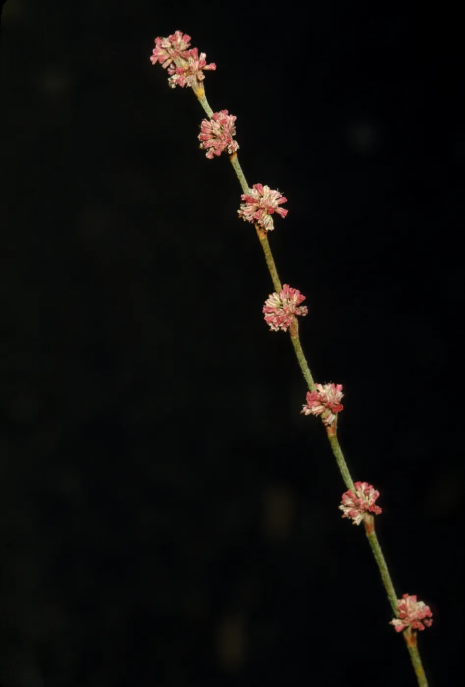 Eriogonum virgatum