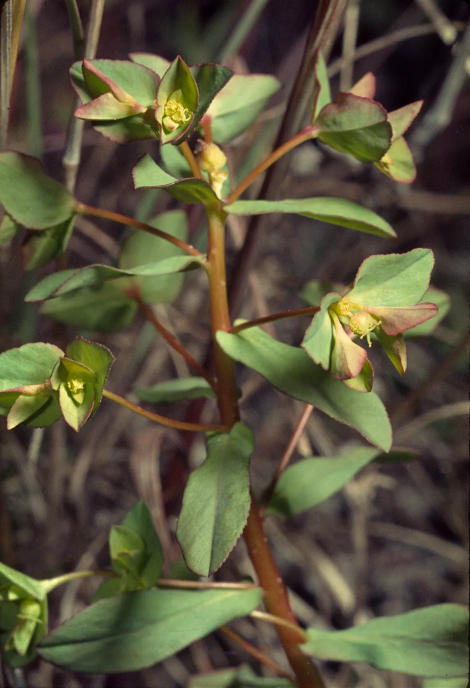 Euphorbia spathulata