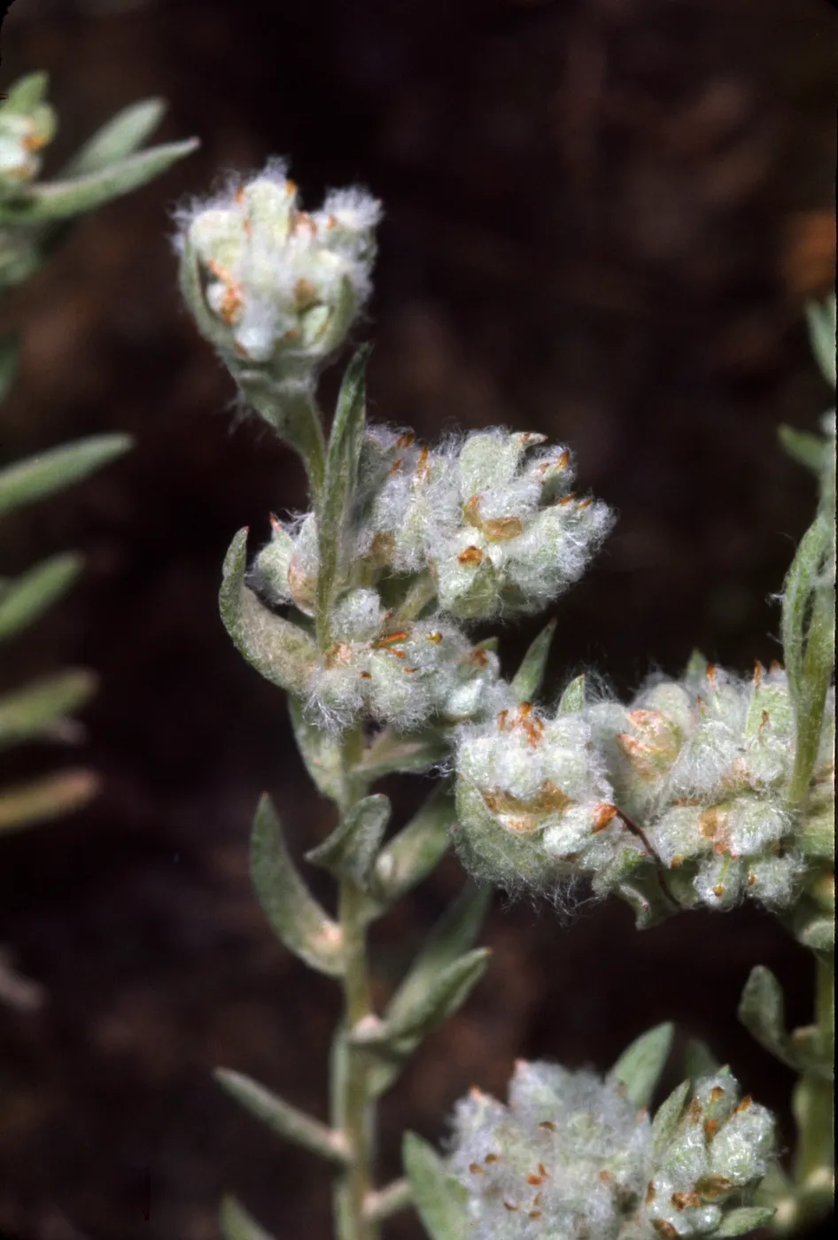 Filago californica, in burn