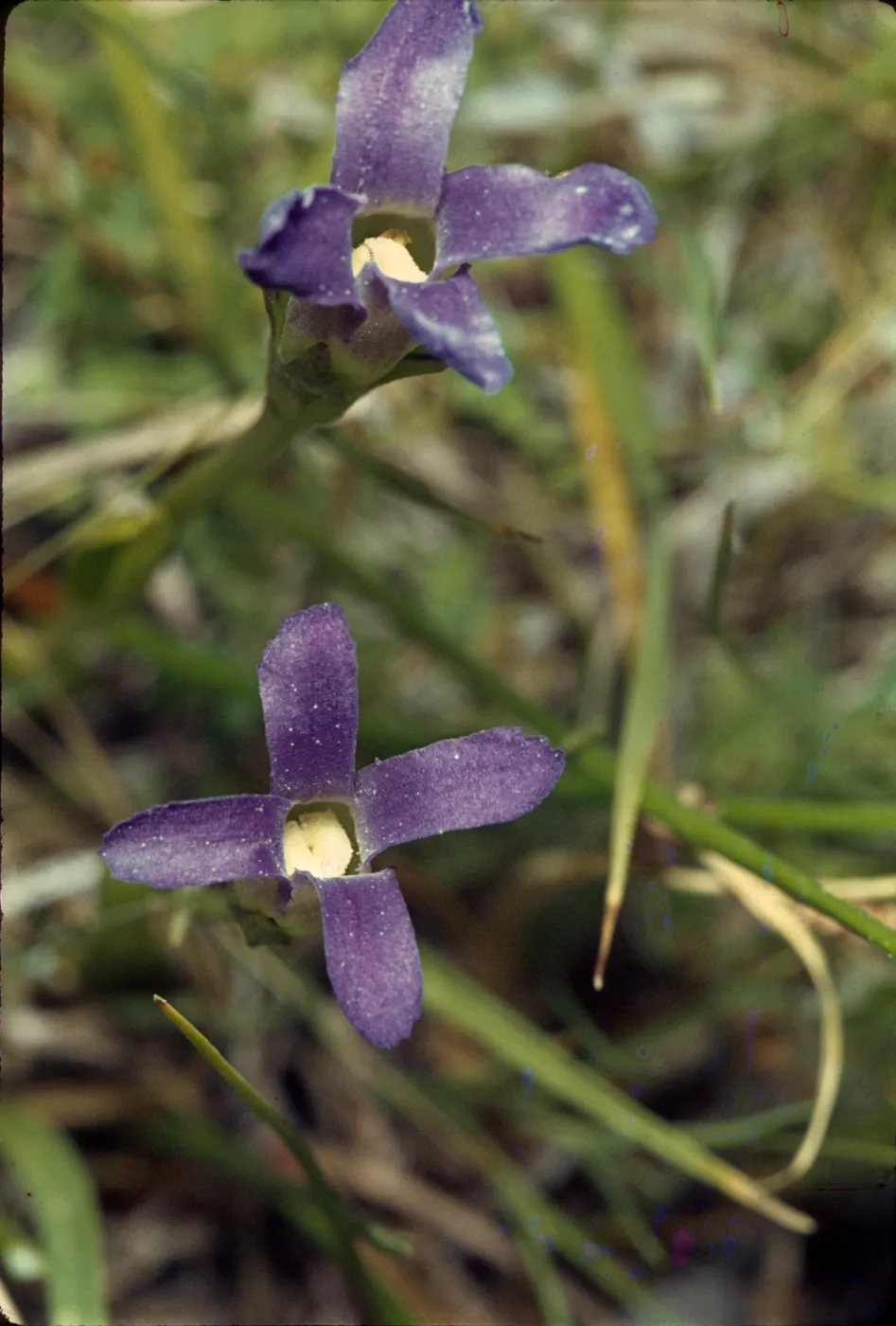 Gentiana simplex