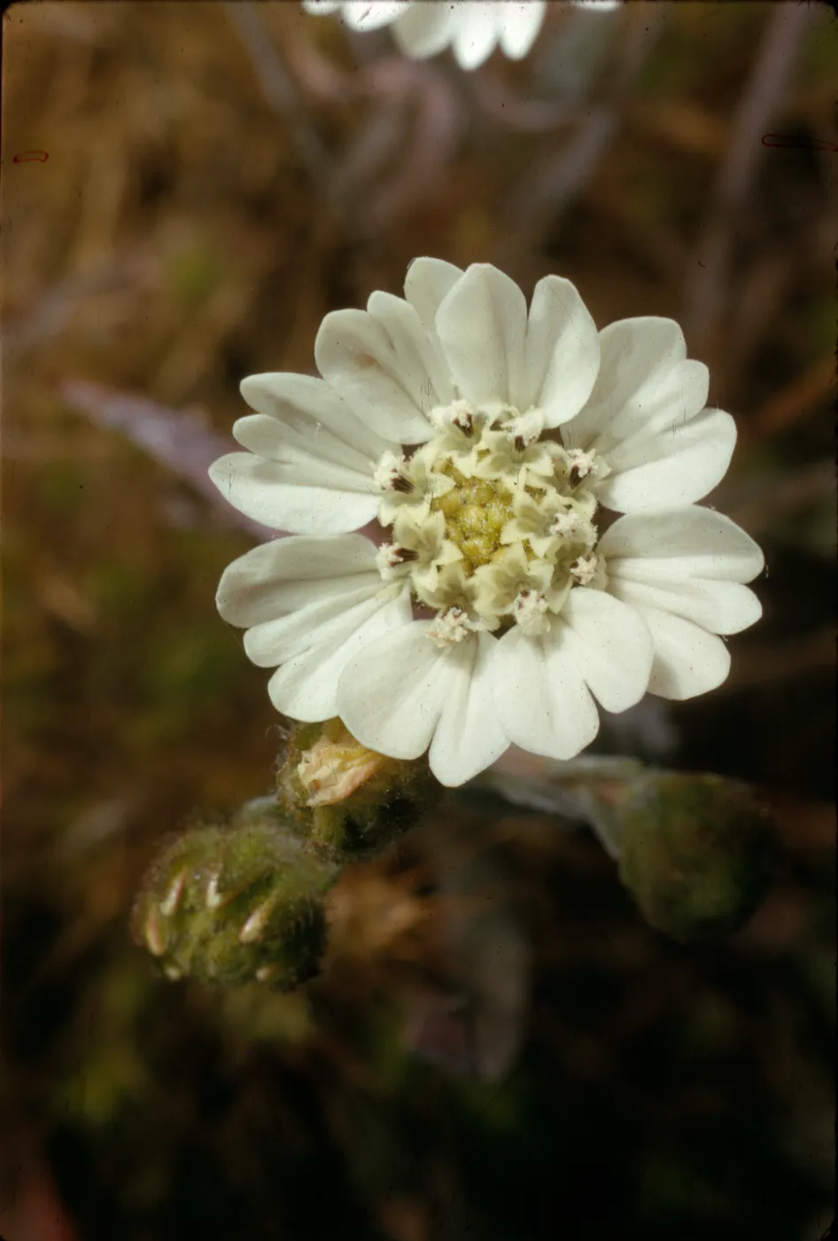 Hemizonia luzulifolia