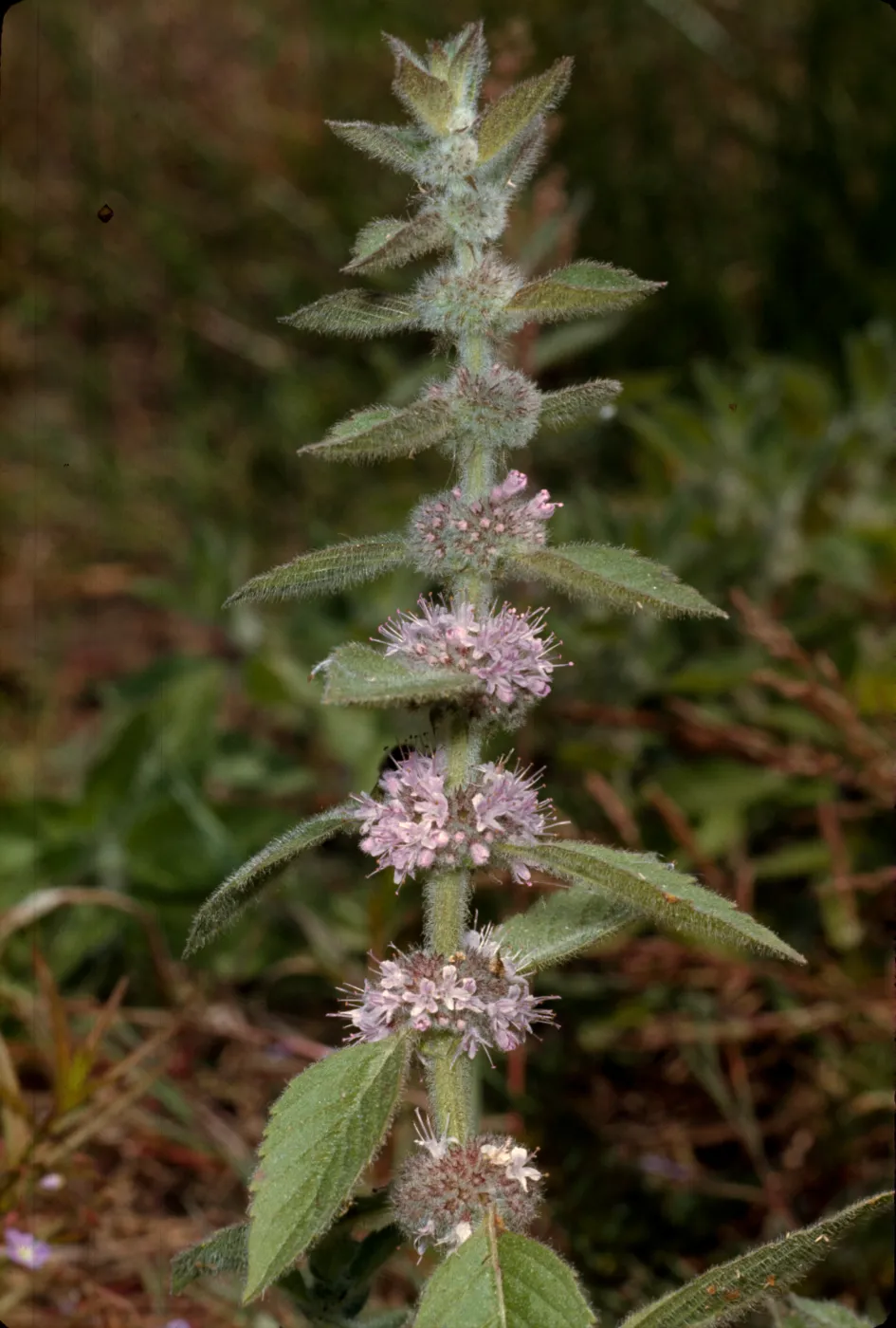 Mentha arvensis