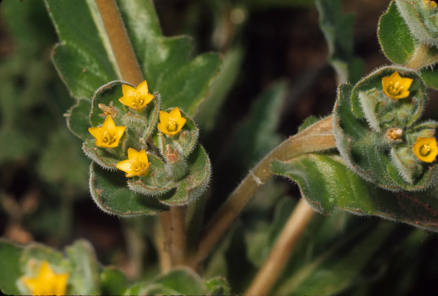 Mentzelia micrantha
