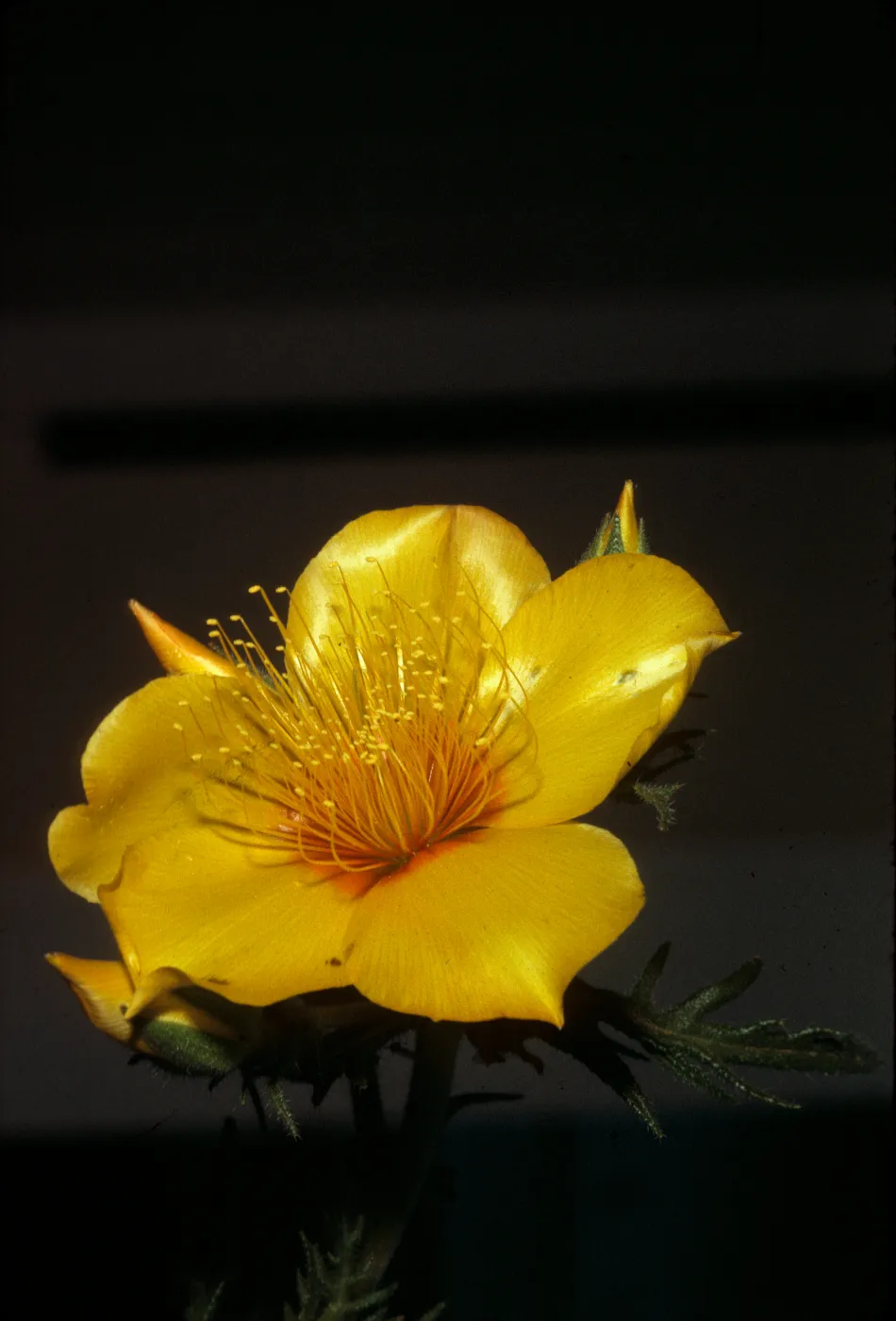 Mentzelia lindleyi