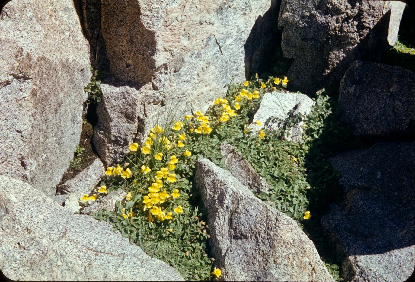 Mimulus acutidens