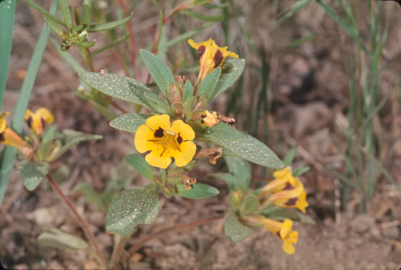 Mimulus densus