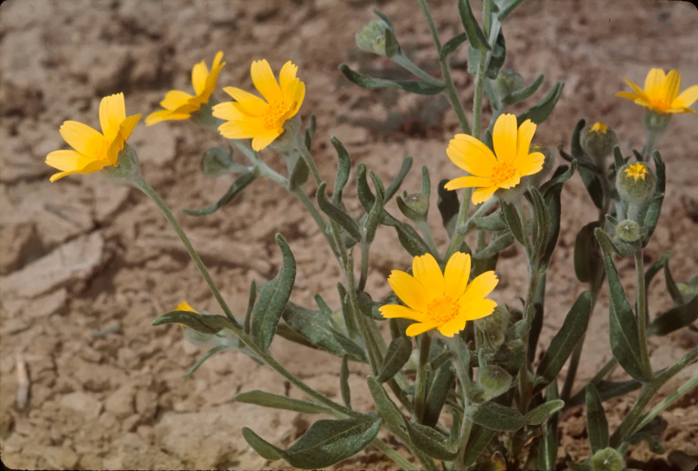 Monolopia lanceolata