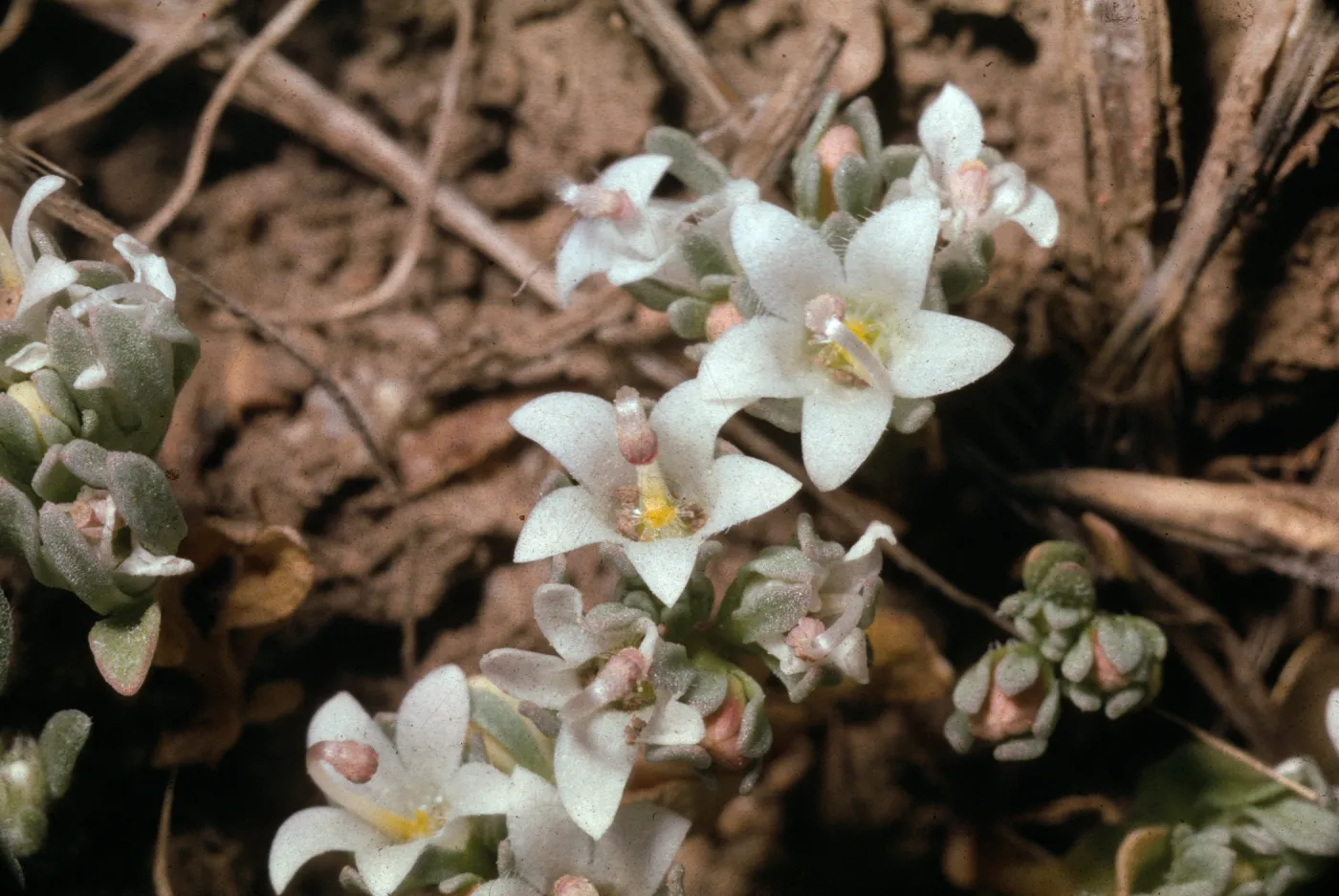 Parishella californica