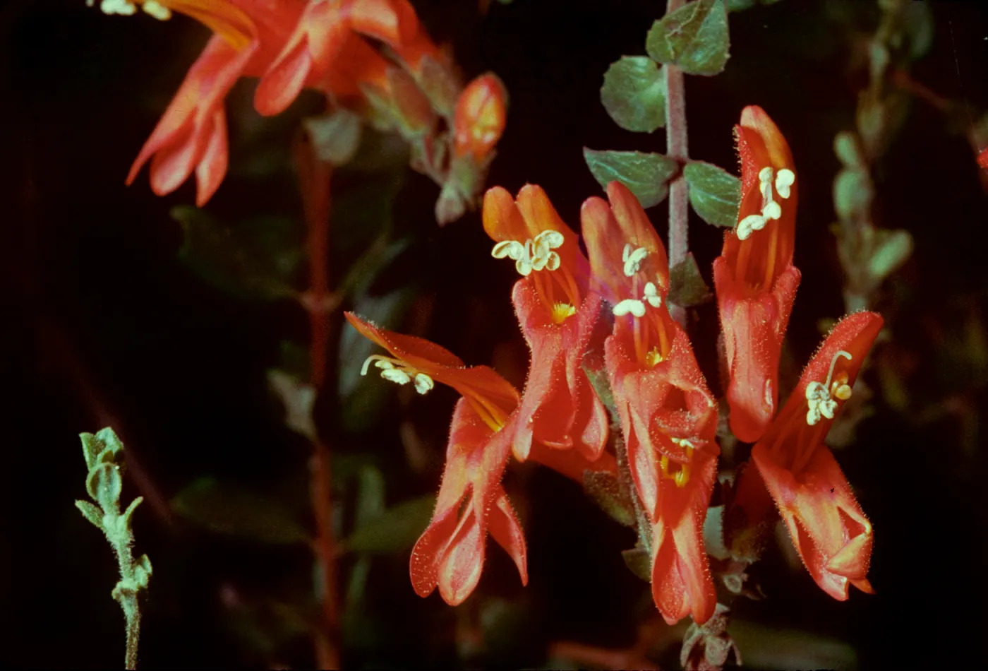 Penstemon cordifolius